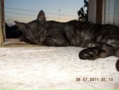 Софія Макаренко-Мегей фотография #10 (источник - https://vk.com/id70293665)