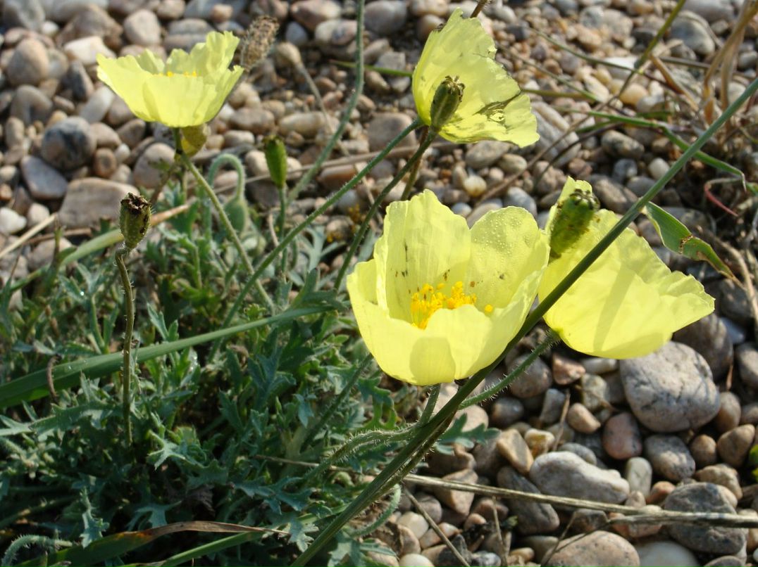 Игорь Богадевич фотография #19