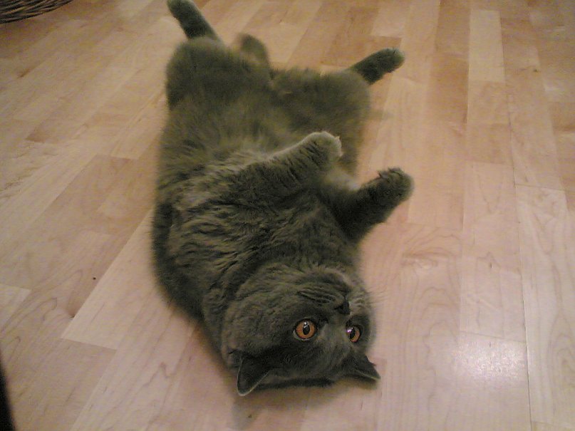 Дмитрий Перепёлкин фотография #9