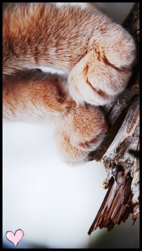 Nice Wolf фотография #2
