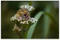 Фотография Гусевой Натальи