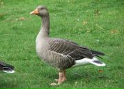 Фотография Урубкова Вадима