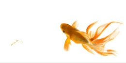 Василей Развасилей фотография #31 (источник - https://vk.com/id305097)