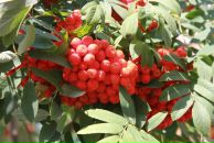 Фотография Холод Елены