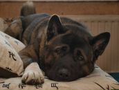 Фотография Шевелевич Марии