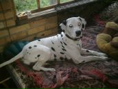 Антон Котов фотография #7 (источник - https://vk.com/id288997)