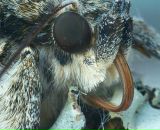 Фотография Амина Вениамина