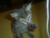 Фотография Войтович Анастасии