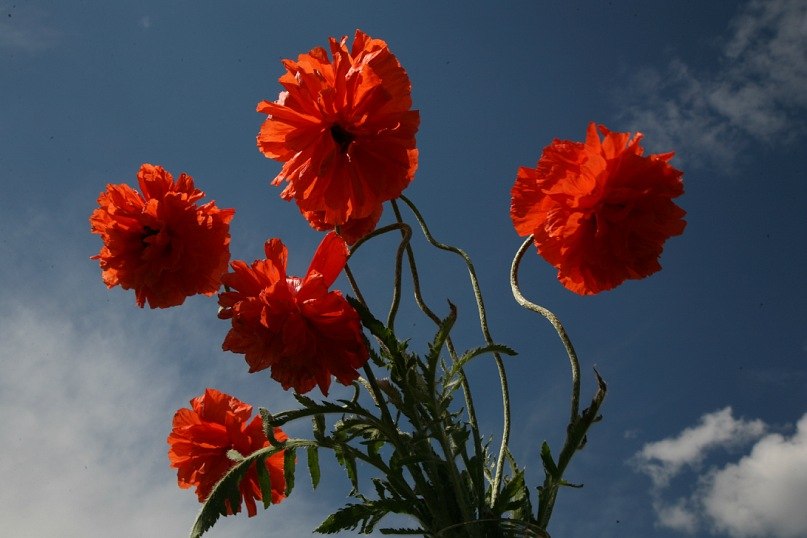 Елена Полеченко фотография #7