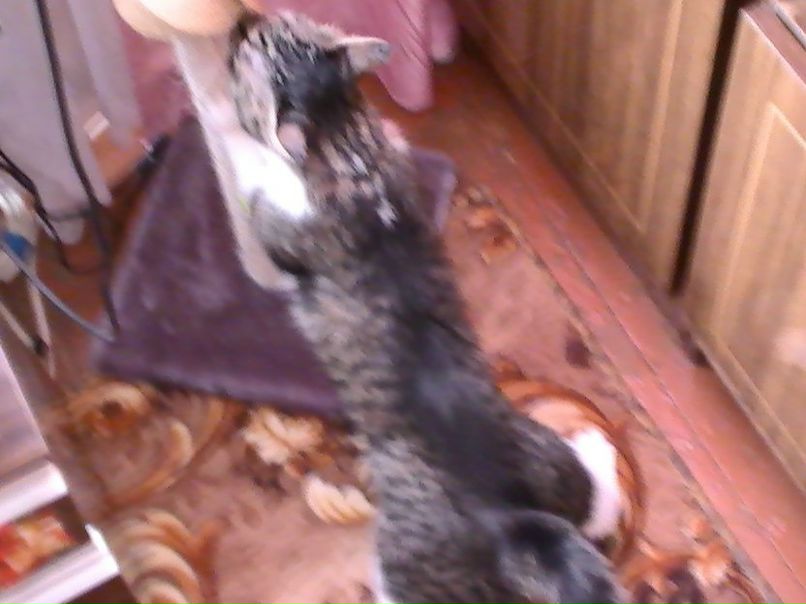 @leks trapez@ фотография #6