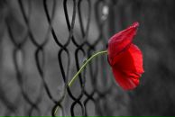 Фотография Лисицинской Юлии