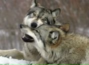 Игорь Бирюк фотография #6 (источник - https://vk.com/id1307750)