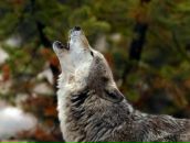 Игорь Бирюк фотография #30 (источник - https://vk.com/id1307750)