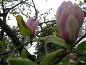 Юлія Парфеса фотография #38 (источник - https://vk.com/id6576639)