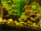 Ромік Activ фотография #13 (источник - https://vk.com/id30233545)