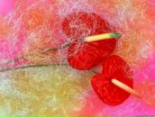 Михайло Іванків фотография #21 (источник - https://vk.com/id94076168)