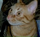 Фотография Шапоровой Ксении