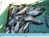 Дмитрий Махин фотография #37 (источник - https://vk.com/id4420455)