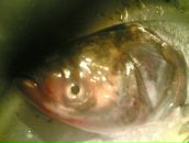 Дмитро Єфімов фотография #44 (источник - https://vk.com/id42301363)