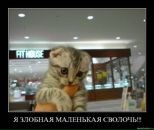 Фотография Васильченко Алины