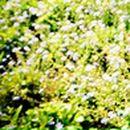 Pona_kutye Frog фотография #43 (источник - https://vk.com/id75605073)