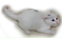 Дмитрий Вдовин фотография #18 (источник - https://vk.com/id636001)