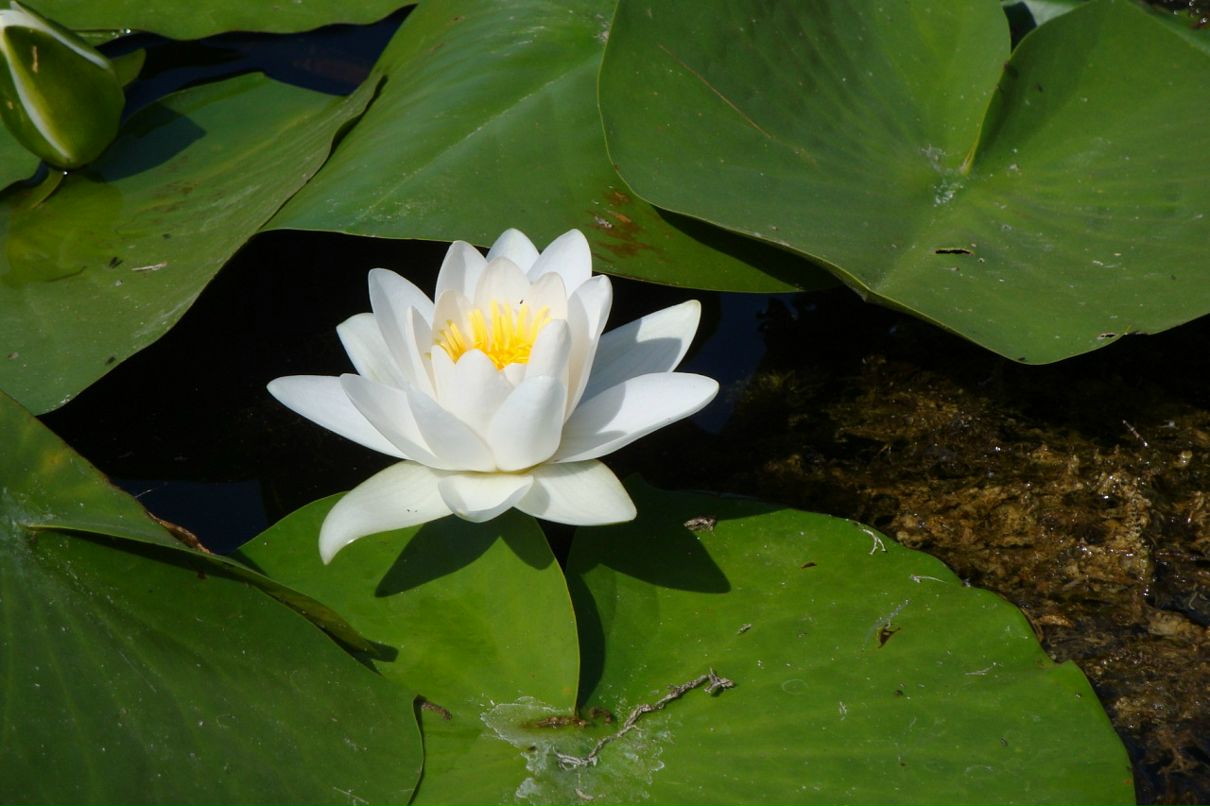 Аня Дмитриева фотография #35