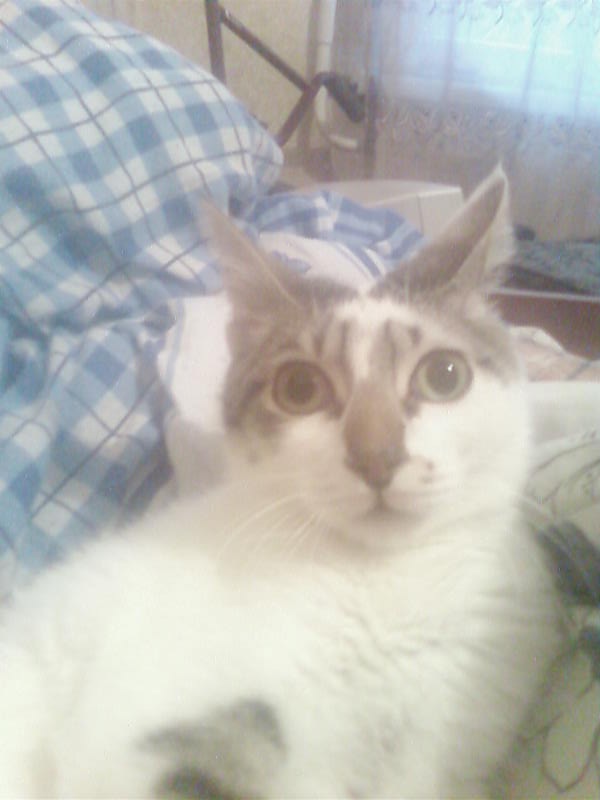 Камон Камонович фотография #26