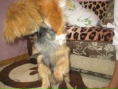 Софія Козловська фотография #24 (источник - https://vk.com/id31239202)