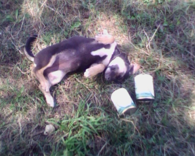 Сергей Бех фотография #33