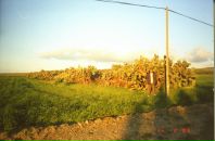 Fetih Can фотография #35 (источник - https://vk.com/id85987052)