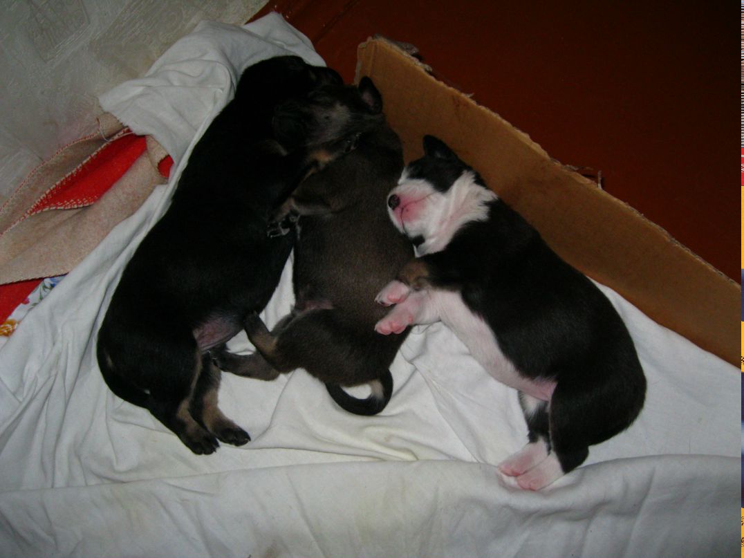 Станислав Стас фотография #45