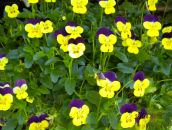 Фотография Сотниковой Ольги