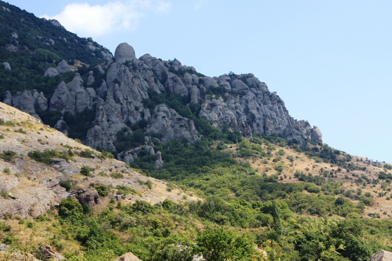 Phasma Morulus фотография #43