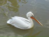 Илья Козлов фотография #35 (источник - https://vk.com/id1753466)