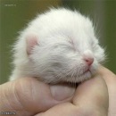 Фотография Чижова Дмитрия