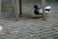 Bella Radenoviћ фотография #13 (источник - https://vk.com/id39098)