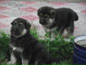 Володимир Павлів фотография #50 (источник - https://vk.com/id83585152)