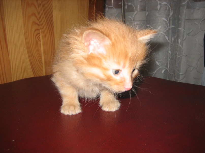 Настя Плотникова фотография #8