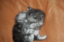 Кот Салтыков фотография #23 (источник - https://vk.com/id82408447)