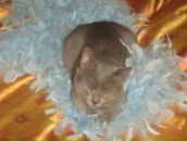 Фотография Тетеровской Анастасии