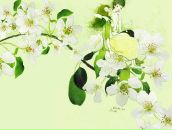 Світлана Самсоненко фотография #24 (источник - https://vk.com/id7636474)