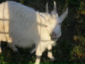 Фотография Гончевой Анжелы