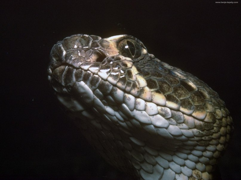 Дмитрий Молчаливый фотография #6