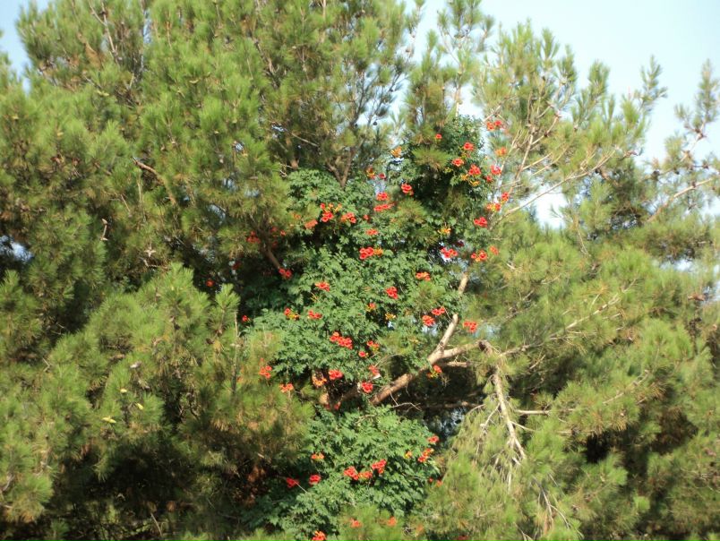 Ма Бо фото №9