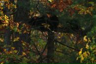 Анна Мячева фотография #42 (источник - https://vk.com/id1763573)