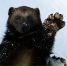 Фотография Хебнева Тимофея